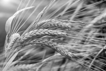 Wie trennt man im Business die Spreu vom Weizen?